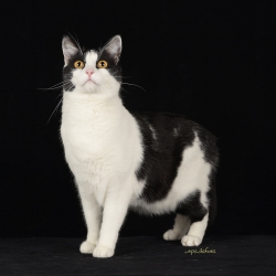 Házimacska rövidszőrrel - 3 <br> szombat ✔️ <br> vasárnap ✔️