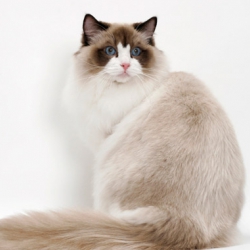 Ragdoll cica - 9 <br> szombat ✔️ <br> vasárnap ✔️