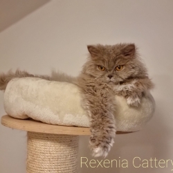 Selkirk rex hosszúszőrrel - 1 <br> szombat ✔️ <br> vasárnap ✔️